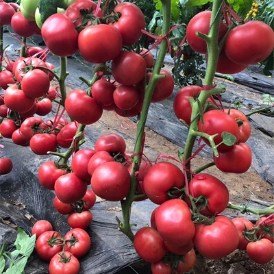 西紅柿苗-高產抗病西紅柿苗-濰坊西紅柿苗批發廠家-芳耕農業