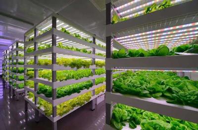 【未來農(nóng)業(yè)】從中日荷"植物工廠",看未來農(nóng)業(yè)~