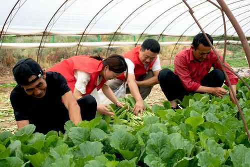 中國供銷農(nóng)產(chǎn)品集團(tuán)延安農(nóng)產(chǎn)品物流園愛心助農(nóng)獲感謝