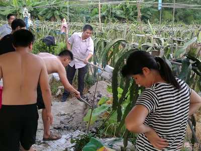 【廣州企業團建一日游|紅心火龍果采摘|傳統窯雞】,價格,廠家,供應商,其他農業,廣州市花都區花山瑞鋒園火龍果種植園 - 產品庫