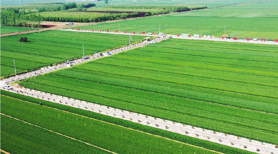 河南葉縣:高標準農田+旅游 融出鄉村之美