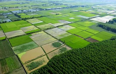 【政策】每畝補貼最多1500元!這項補貼好申請,金額高!誰都可以申報!