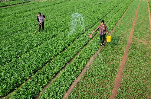 農業(yè)未來的發(fā)展趨勢在哪兒
