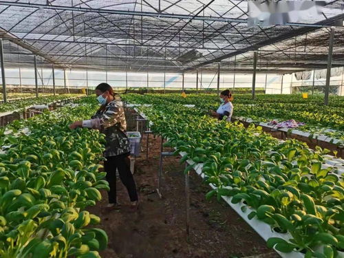 區(qū)農業(yè)農村局 抓好疫情防控, 護航 農業(yè)生產