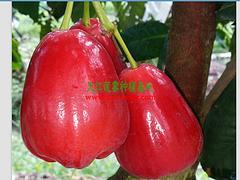 廣西蓮霧果基地怎么樣|廠家直銷特惠廣西蓮霧果圖片|廣西蓮霧果基地怎么樣|廠家直銷特惠廣西蓮霧果產品圖片由防城港市天紅農業(yè)科技有限責任公司公司生產提供-