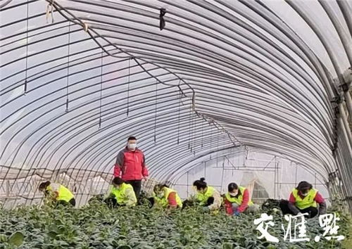 江蘇戰(zhàn)疫全景圖 無錫 預計挽回損失約10萬元 錫菜通 今年首單農產品交易落地