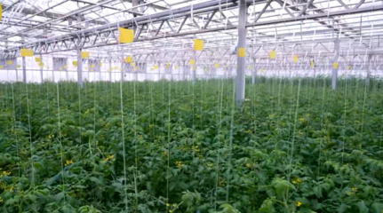 河北的凈菜、智利的車?yán)遄?是怎么第一時(shí)間到我們的餐桌上的?