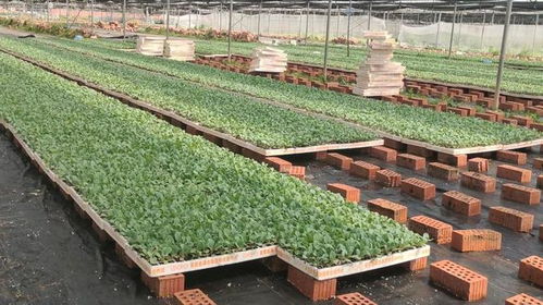 勞模引航 勞動(dòng)筑夢(mèng) 食品學(xué)院開展 我和全國勞模同勞動(dòng) 勞動(dòng)教育實(shí)踐活動(dòng)