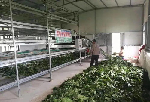 東臺(tái)市富安繭絲綢產(chǎn)業(yè)園入選省級(jí)推介名單