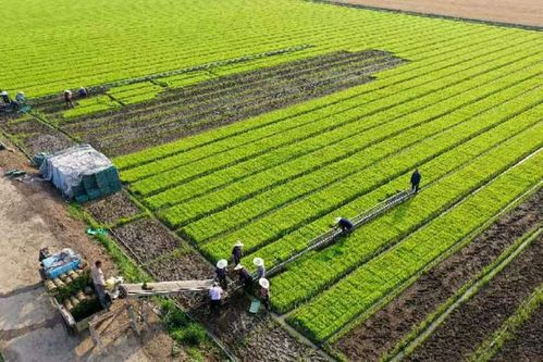 采訪手記 農(nóng)業(yè)現(xiàn)代化需要更多魏巧式 新農(nóng)人