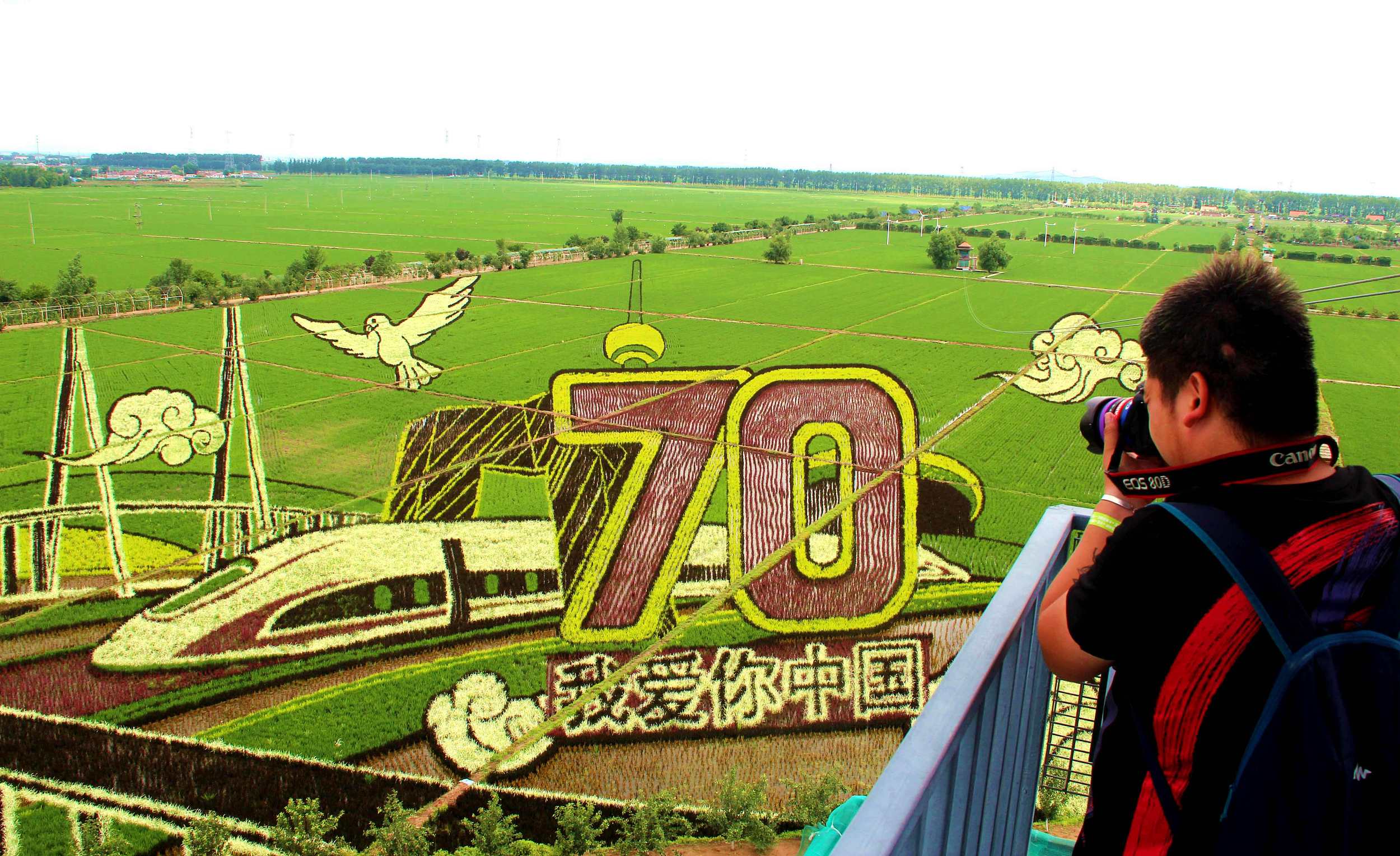 盤點(diǎn)各地巨幅稻田畫 獻(xiàn)禮新中國(guó)70周年