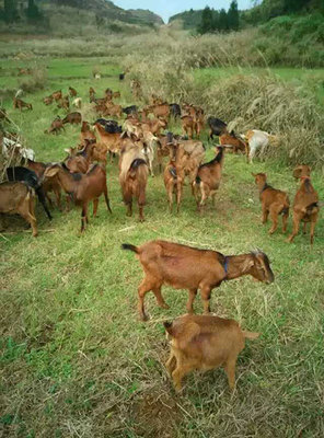 羊肉公司|羊肉公司廠家|軍袍農業供圖片|羊肉公司|羊肉公司廠家|軍袍農業供產品圖片由浙江軍袍農業開發公司生產提供-