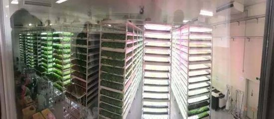 《生態農業系列》植物工廠的真正潛力及目的之--食品安全