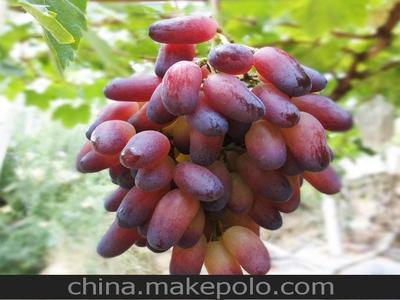 「圖」貴州農(nóng)業(yè)產(chǎn)品 特價(jià) 廠家直銷 超逸葡萄 美人指 穗重600-800克圖片1