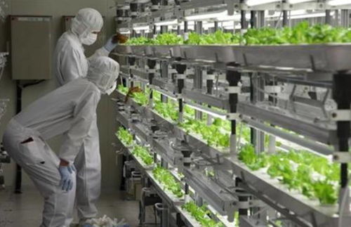 生態(tài)農(nóng)業(yè)的六大發(fā)展模式