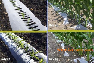 黑白地膜 黑白地膜價(jià)格