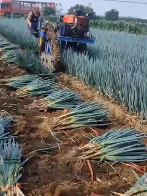 耕耘與收獲 鄉村振興背景下的三農發展新圖景