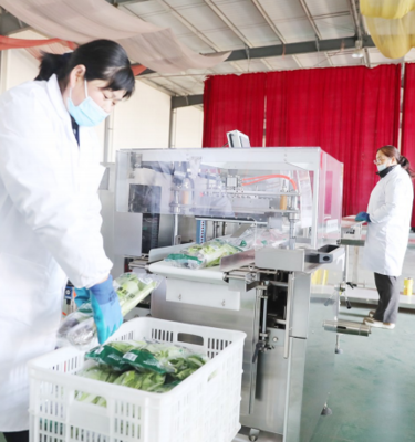 濰坊壽光凈菜 從田間到餐桌的‘高鐵’ 農(nóng)業(yè)新篇章